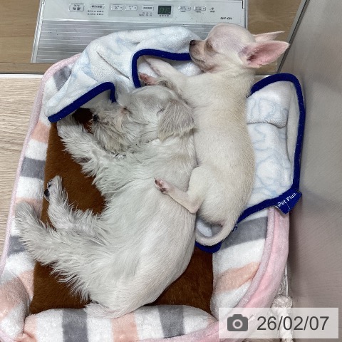 石川県のミニチュアシュナウザー (ペットプラス かほく店/2025年12月4日生まれ/男の子/ホワイト)の子犬の4枚目の画像