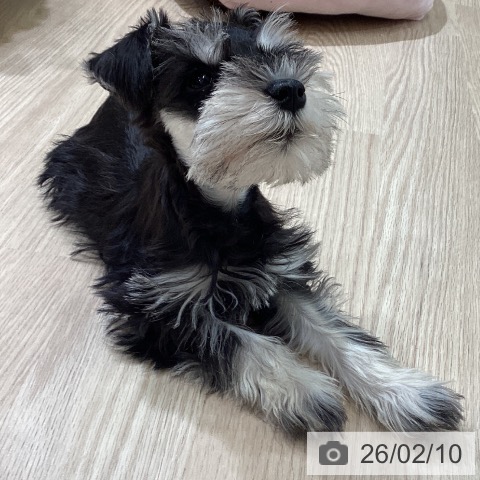 富山県のミニチュアシュナウザー (ペットプラス 高岡店/2025年12月4日生まれ/男の子/ブラックシルバー)の子犬の4枚目の画像