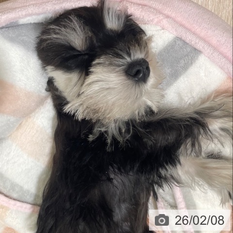 富山県のミニチュアシュナウザー (ペットプラス 高岡店/2025年12月4日生まれ/男の子/ブラックシルバー)の子犬の3枚目の画像