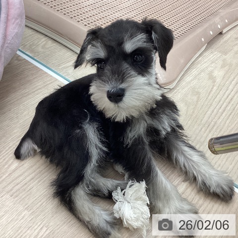 ミニチュア・シュナウザーの写真