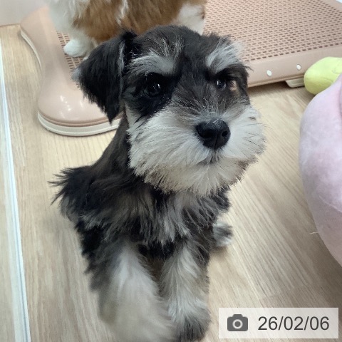 ミニチュア・シュナウザーの写真