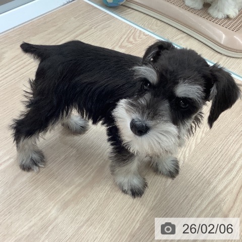 ミニチュア・シュナウザーの写真