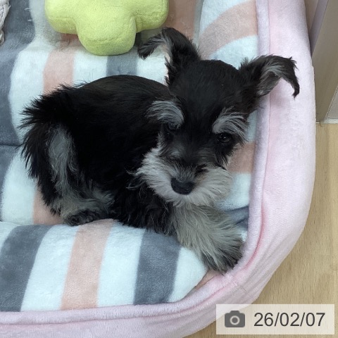 ミニチュア・シュナウザーの写真