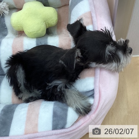 ミニチュア・シュナウザーの写真