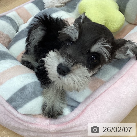 ミニチュア・シュナウザーの写真