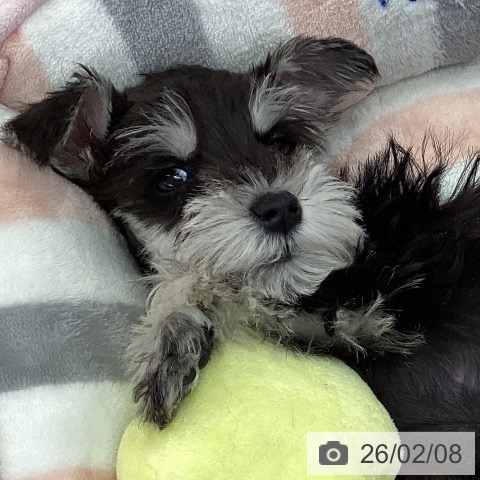 三重県のミニチュアシュナウザー (ペットプラス 津南店/2025年12月4日生まれ/男の子/ブラックシルバー)の子犬の3枚目の画像