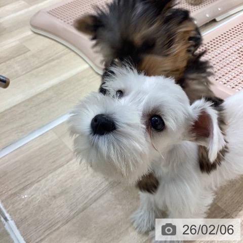 ミニチュア・シュナウザーの写真