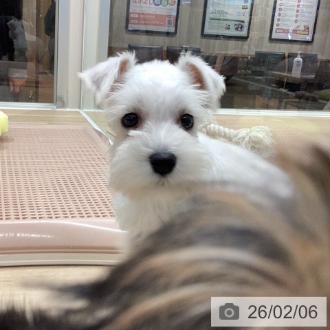 ミニチュア・シュナウザーの写真