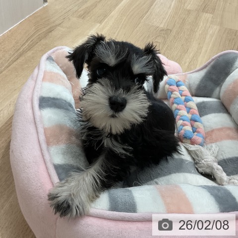 愛知県のミニチュアシュナウザー (ペットプラス 熱田店/2025年12月4日生まれ/女の子/ブラックシルバー)の子犬の4枚目の画像