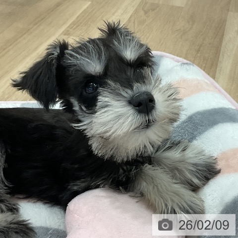 愛知県のミニチュアシュナウザー (ペットプラス 熱田店/2025年12月4日生まれ/女の子/ブラックシルバー)の子犬の3枚目の画像