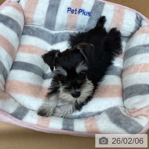 ミニチュア・シュナウザーの写真