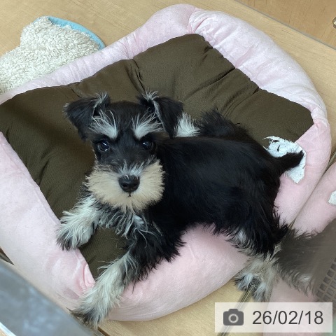 愛知県のミニチュアシュナウザー (ペットプラス 千種店/2025年12月4日生まれ/女の子/ブラックシルバー)の子犬の4枚目の画像