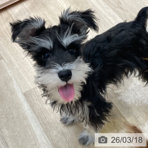 愛知県のミニチュアシュナウザー (ペットプラス 上飯田店/2025年12月4日生まれ/女の子/ブラックシルバー)の子犬の4枚目の画像