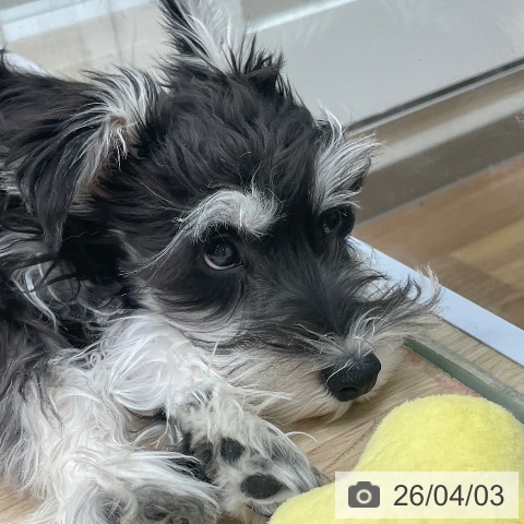 ミニチュア・シュナウザーの写真