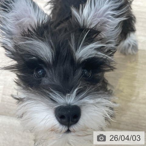 ミニチュア・シュナウザーの写真