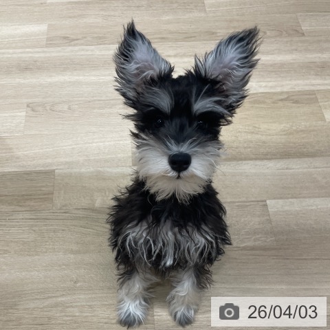 ミニチュア・シュナウザーの写真