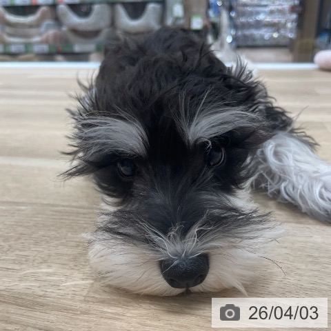 ミニチュア・シュナウザーの写真