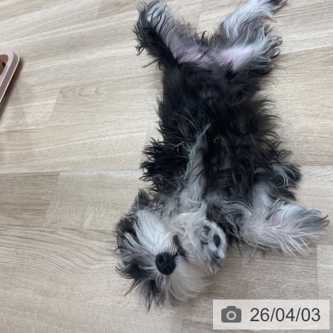 愛知県のミニチュアシュナウザー (ペットプラス 上飯田店/2025年12月4日生まれ/女の子/ブラックシルバー)の子犬の4枚目の画像