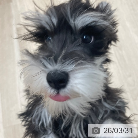 愛知県のミニチュアシュナウザー (ペットプラス 上飯田店/2025年12月4日生まれ/女の子/ブラックシルバー)の子犬の3枚目の画像