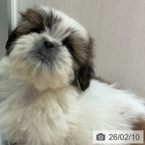 シー・ズーの写真