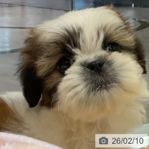 シー・ズーの写真