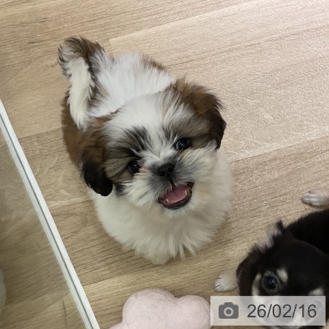 愛知県のシーズー (ペットプラス イオンモール豊川店/2025年12月7日生まれ/男の子/ホワイトゴールド)の子犬の3枚目の画像