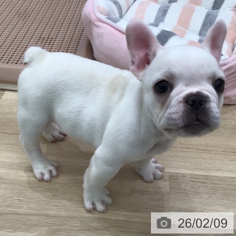 フレンチ・ブルドッグの写真
