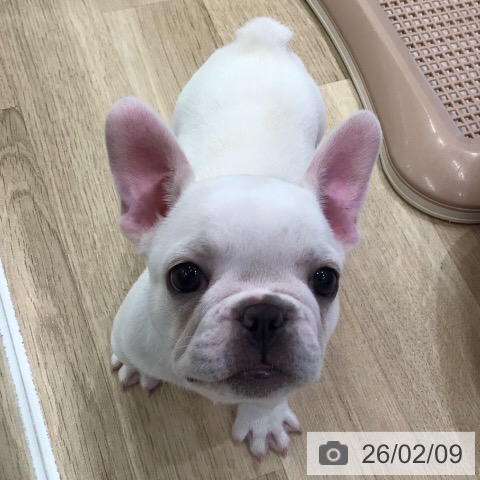 フレンチ・ブルドッグの写真