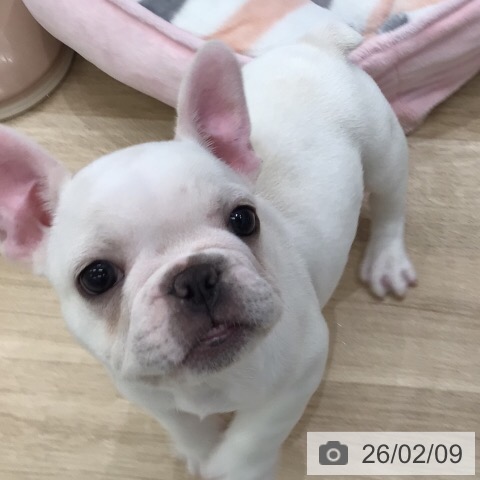 フレンチ・ブルドッグの写真