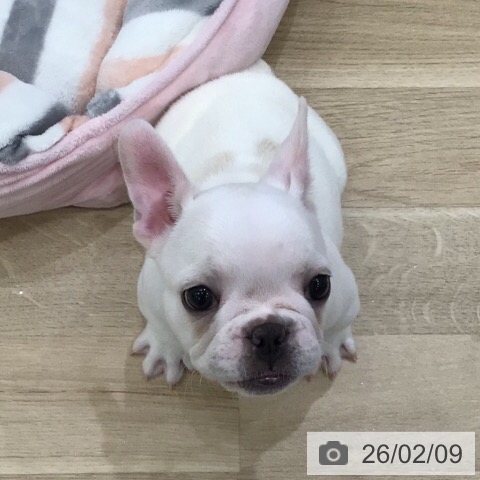 フレンチ・ブルドッグの写真