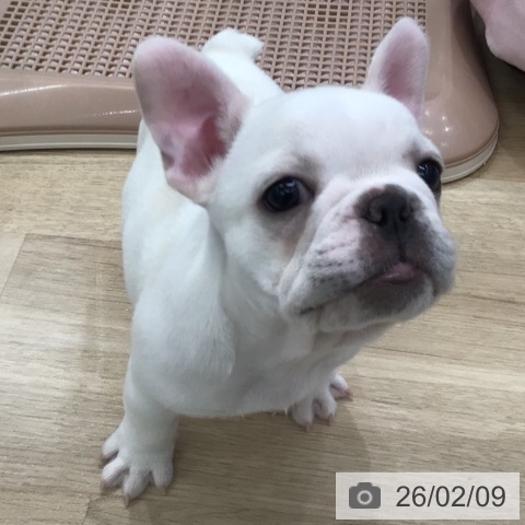 フレンチ・ブルドッグの写真