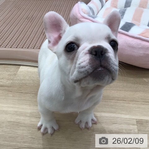 フレンチ・ブルドッグの写真