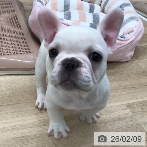 フレンチ・ブルドッグの写真