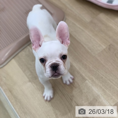 岐阜県のフレンチブルドッグ (ペットプラス 光ケ丘店/2025年12月8日生まれ/男の子/クリーム)の子犬の4枚目の画像