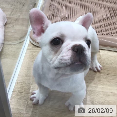 フレンチ・ブルドッグの写真