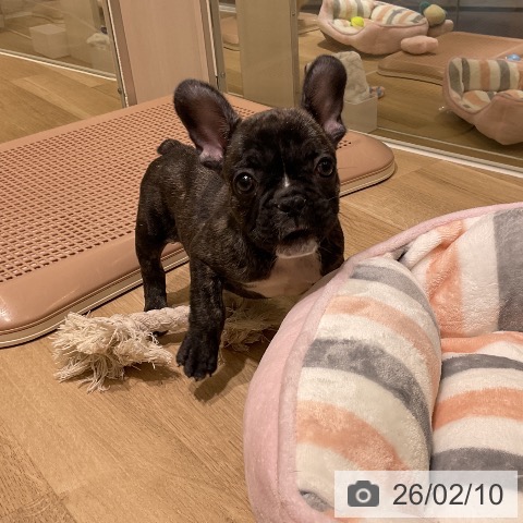 フレンチ・ブルドッグの写真