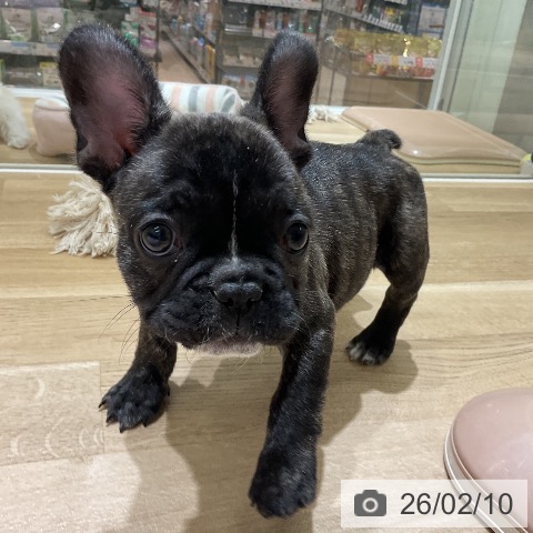 フレンチ・ブルドッグの写真