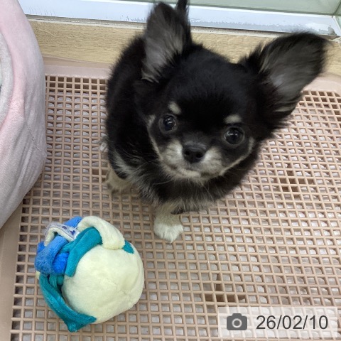 愛知県のチワワ(ロング) (ペットプラス mozoワンダーシティ店/2025年12月10日生まれ/男の子/ブラッククリーム)の子犬の4枚目の画像