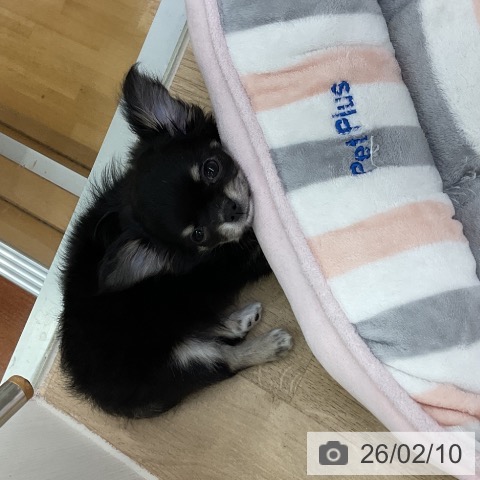 愛知県のチワワ(ロング) (ペットプラス mozoワンダーシティ店/2025年12月10日生まれ/男の子/ブラッククリーム)の子犬の3枚目の画像