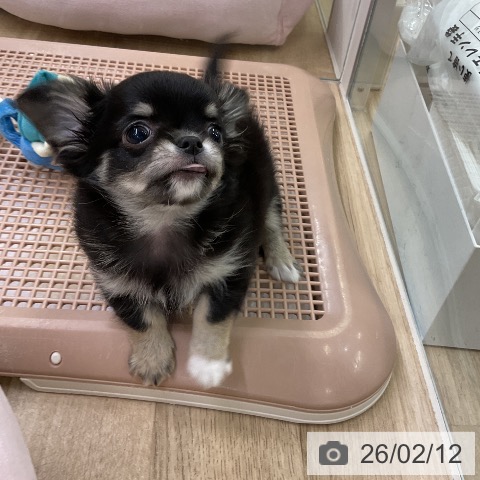 愛知県のチワワ(ロング) (ペットプラス mozoワンダーシティ店/2025年12月10日生まれ/男の子/ブラッククリーム)の子犬の3枚目の画像