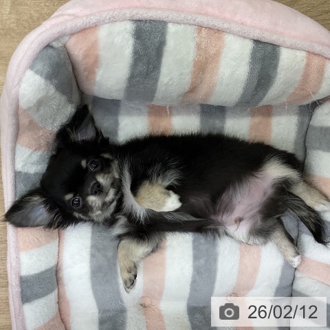 愛知県のチワワ(ロング) (ペットプラス mozoワンダーシティ店/2025年12月10日生まれ/男の子/ブラッククリーム)の子犬の3枚目の画像