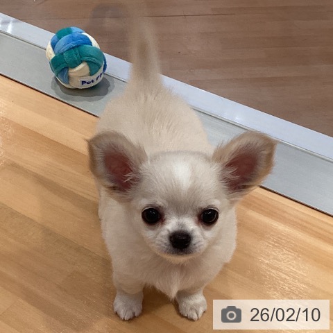 チワワの写真