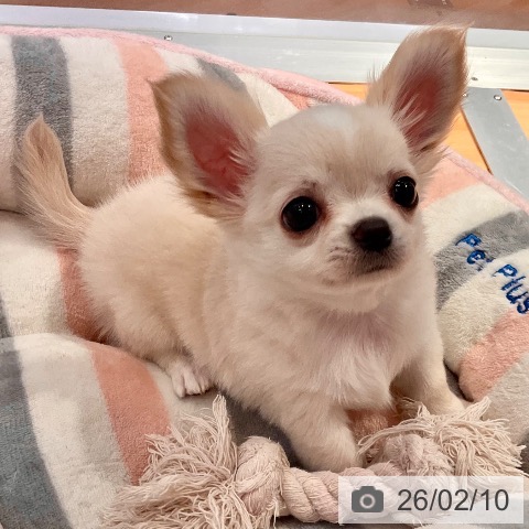 チワワの写真