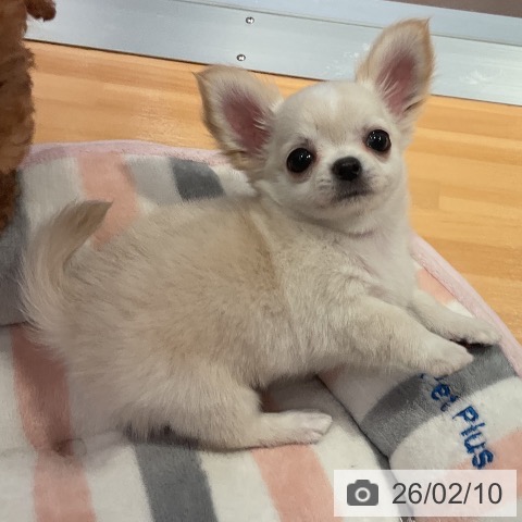 チワワの写真