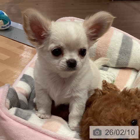 チワワの写真
