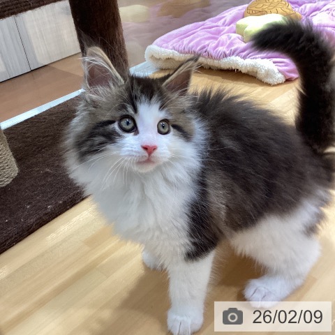 メインクーンの写真