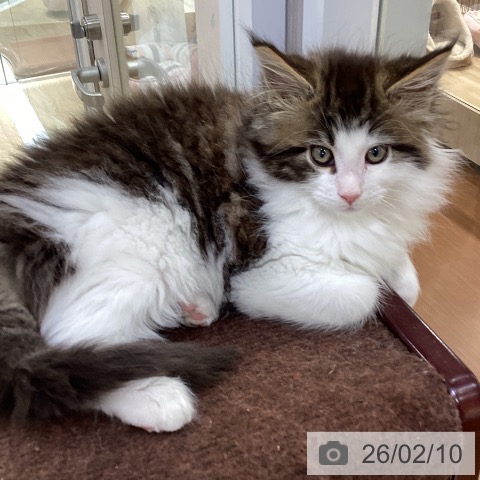 愛知県のメインクーン (ペットプラス イオンモール長久手店/2025年12月9日生まれ/男の子/ブラウンクラシックタビーホワイト)の子猫の3枚目の画像