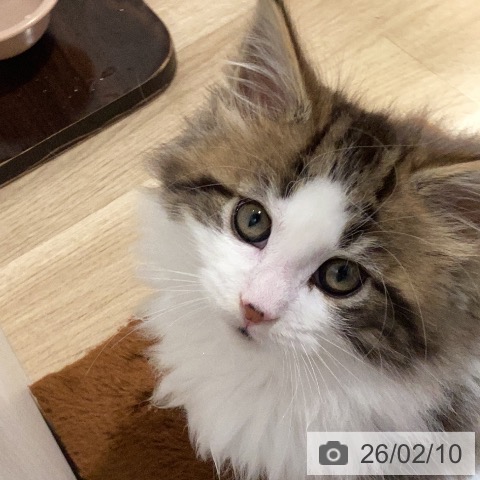 岐阜県のメインクーン (ペットプラス 各務原店/2025年12月9日生まれ/女の子/ブラウンクラシックタビーホワイト)の子猫の4枚目の画像