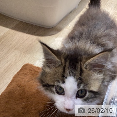 岐阜県のメインクーン (ペットプラス 各務原店/2025年12月9日生まれ/女の子/ブラウンクラシックタビーホワイト)の子猫の3枚目の画像