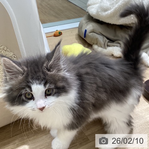 愛知県のメインクーン (ペットプラス ナゴヤドーム前店/2025年12月9日生まれ/女の子/ブルークラシックタビーホワイト)の子猫の4枚目の画像